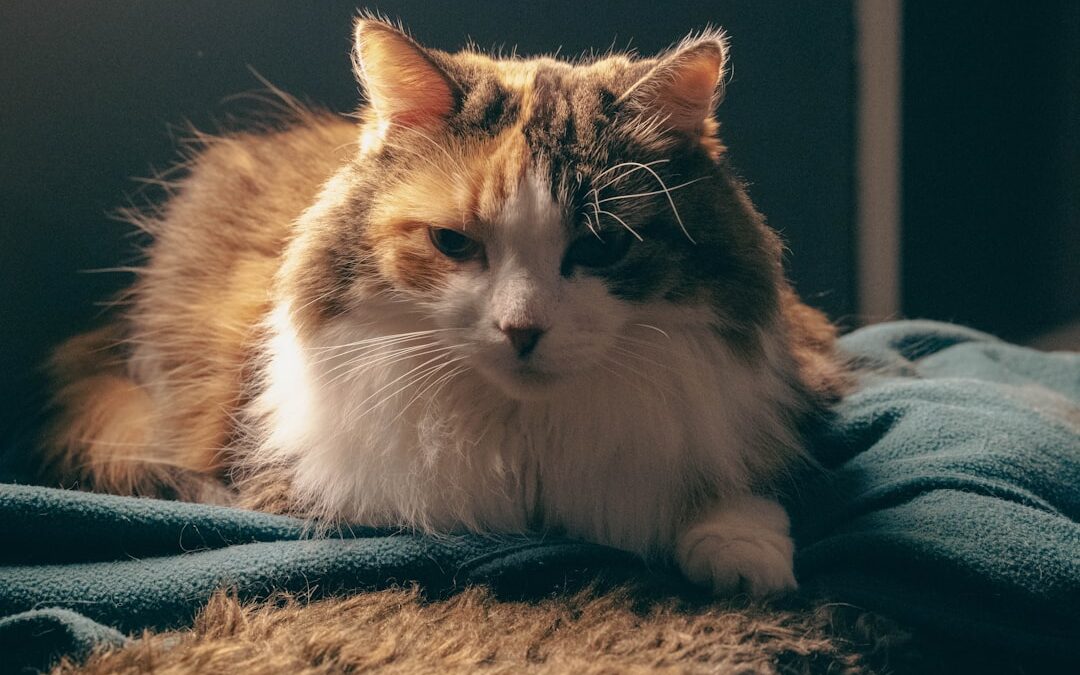 The Unseen Casting Call: How OpenAI’s Sora is Turning Your Dog, Your Coffee Mug, and Your Old Toys into AI Movie Stars